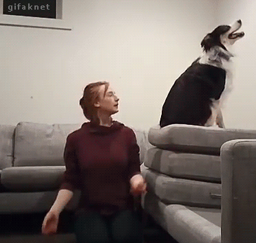 GIF of woman sitting on the floor catching a sheepdog falling backwards from a pillow stack on a couch